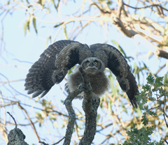 Bubo virginianus