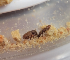 Oryzaephilus mercator