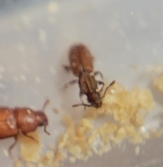 Oryzaephilus mercator