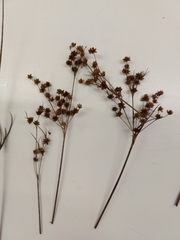 Juncus sonderianus