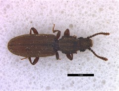 Oryzaephilus mercator