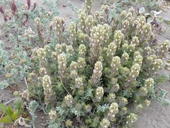 Castilleja exserta latifolia