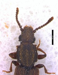 Oryzaephilus mercator