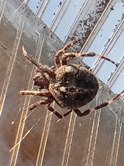 Araneus angulatus