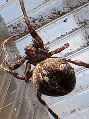 Araneus angulatus