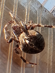 Araneus angulatus