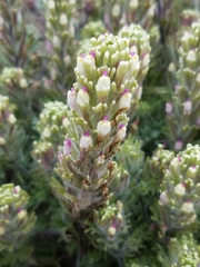 Castilleja exserta latifolia