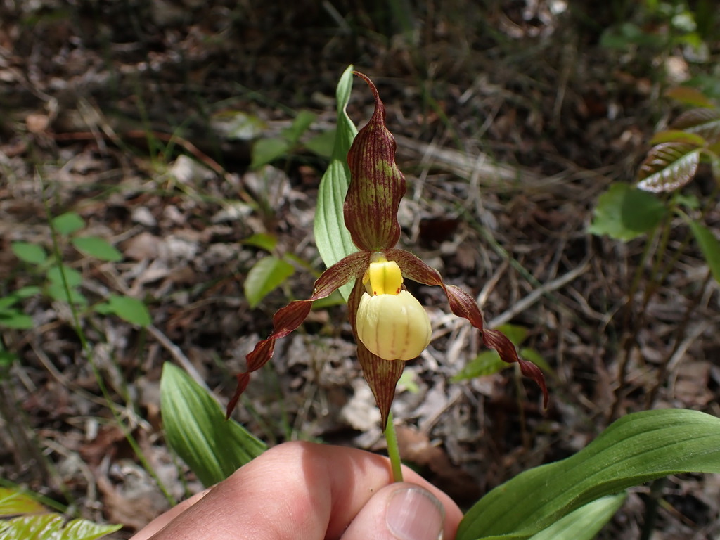 Cypripedium × columbianum