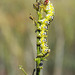 Cucullia canariensis - Photo (c) djbich, μερικά δικαιώματα διατηρούνται (CC BY-NC)