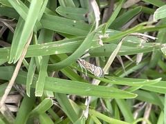 Leptosteges parthenialis