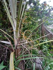 Coccothrinax argentea