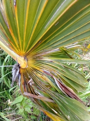 Coccothrinax argentea