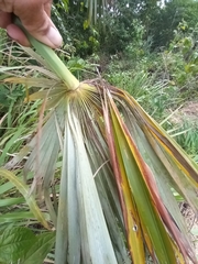 Coccothrinax argentea