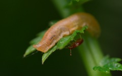 Parasyrphus punctulatus