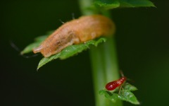 Parasyrphus punctulatus