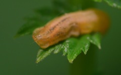 Parasyrphus punctulatus