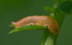 Parasyrphus punctulatus