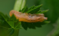 Parasyrphus punctulatus