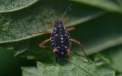 Pterocomma salicis