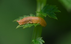 Parasyrphus punctulatus