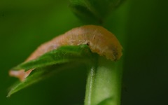 Parasyrphus punctulatus