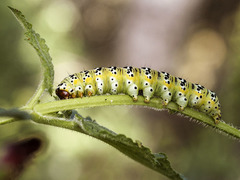 Cucullia canariensis