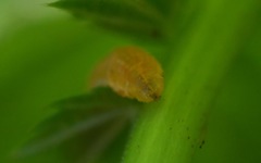 Parasyrphus punctulatus