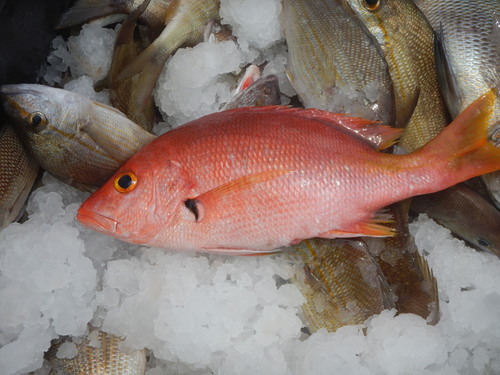 Black spot snapper (Lutjanus buccanella) — Lutjanidae — 2
