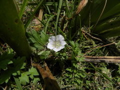 Phacelia platycarpa