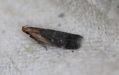 Dichomeris costarufoella