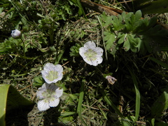 Phacelia platycarpa