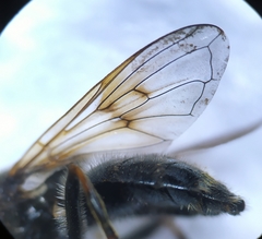 Cheilosia caerulescens