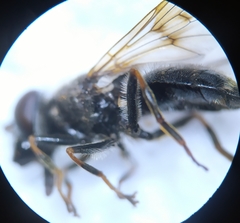 Cheilosia caerulescens