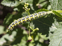 Cucullia canariensis