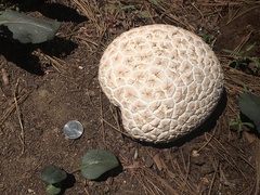 Calvatia sculpta