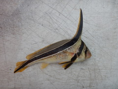 Eques lanceolatus