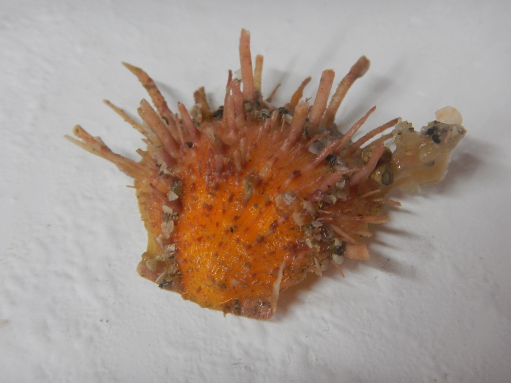 Atlantic Thorny-oyster