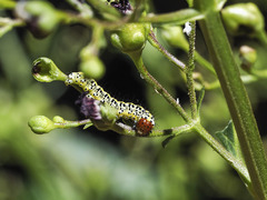 Cucullia canariensis