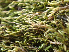 Pterigynandrum filiforme