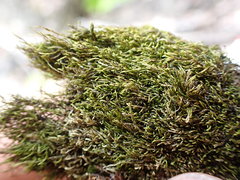 Pterigynandrum filiforme