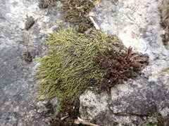 Pterigynandrum filiforme