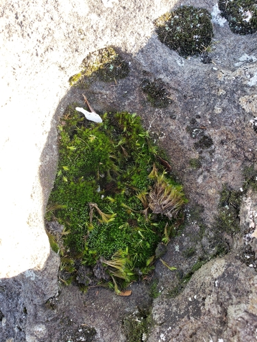 Campylopus clavatus