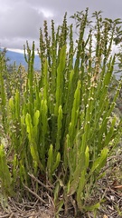 Baccharis genistelloides