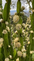 Baccharis genistelloides