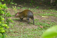 Dasyprocta variegata