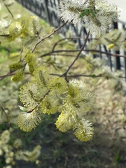 Salix