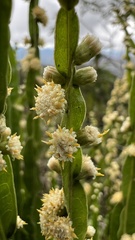 Baccharis genistelloides