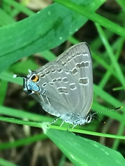 Satyrium caryaevorus