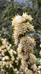 Baccharis genistelloides