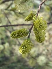 Salix